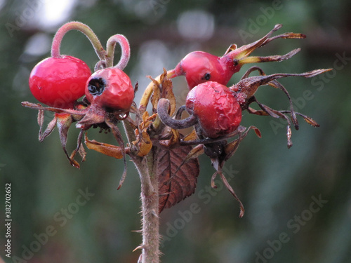 December Rosehips