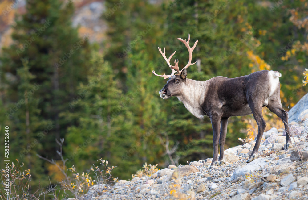 Mountain caribou