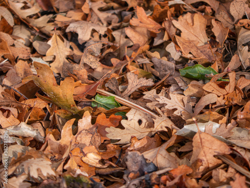 Close up of dry Fallen oak leaf litter