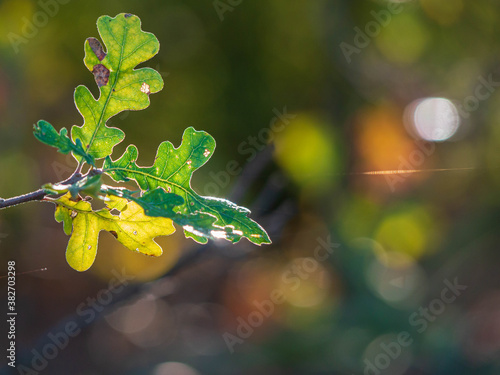 Detail shot of Valley Oak leaves in fall.