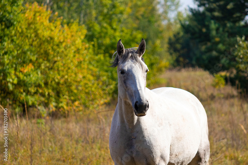 A group of white and brown horses grazing in the pasture against the background of autumn trees © Александр Клюйко