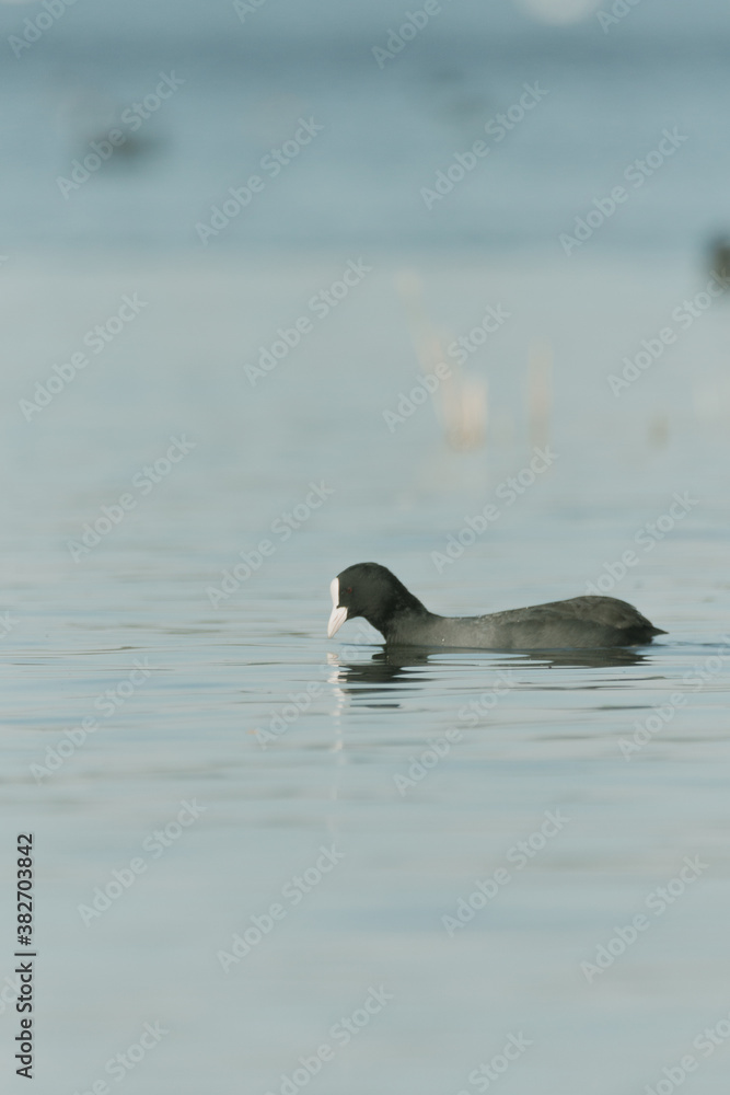 Fototapeta premium Eurasian coot swimming at lake