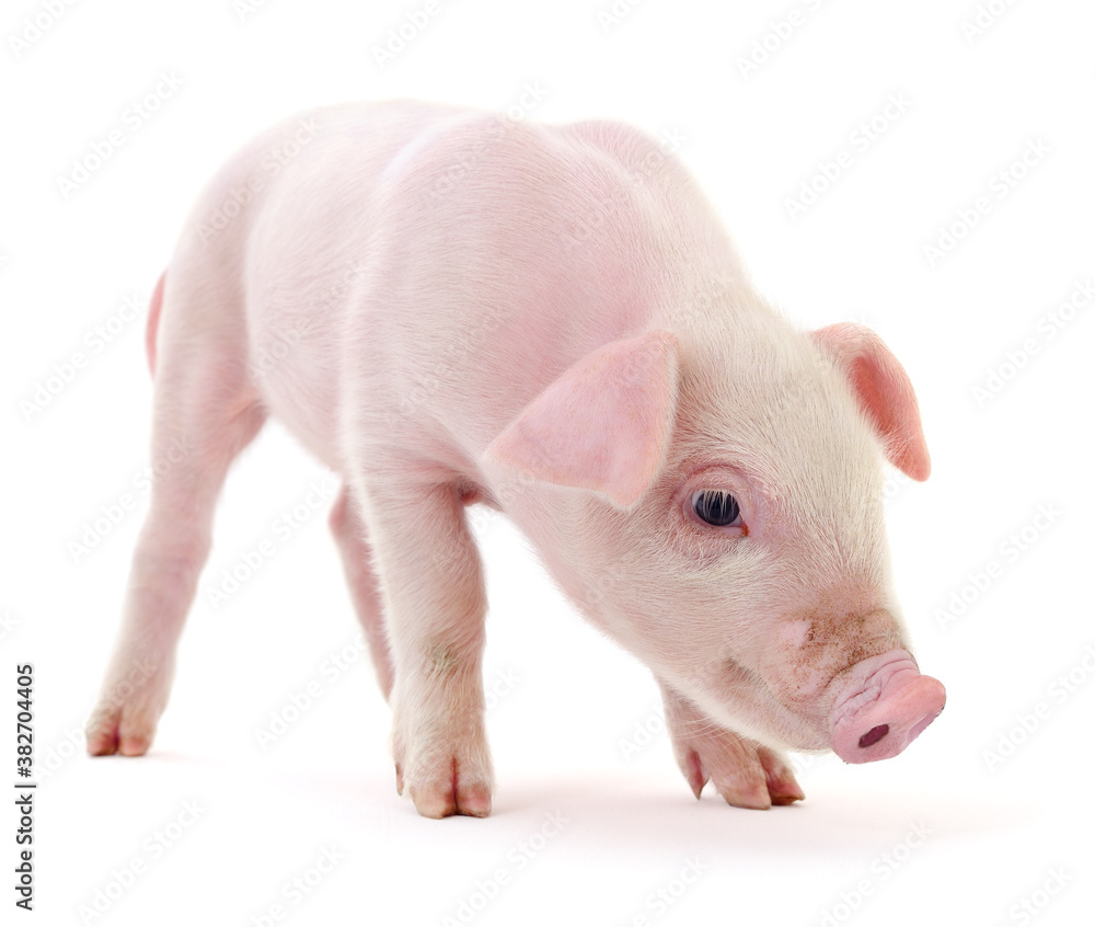 Pig on white Pig on white