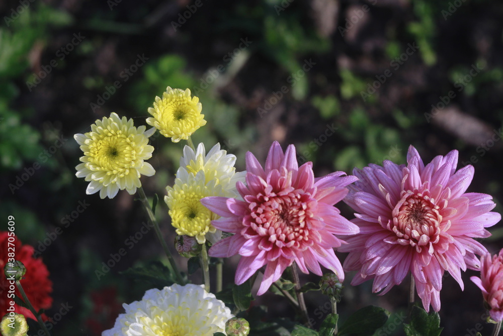 Obraz premium pink and yellow flowers