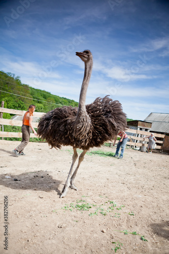 Ostrich farm on a sunny day
