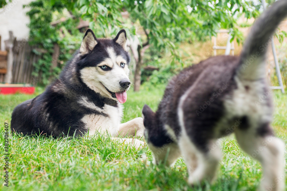 An adorable husky, and a cute puppy husky, having a great time in the yard. Two husky dogs are playing together outdoors