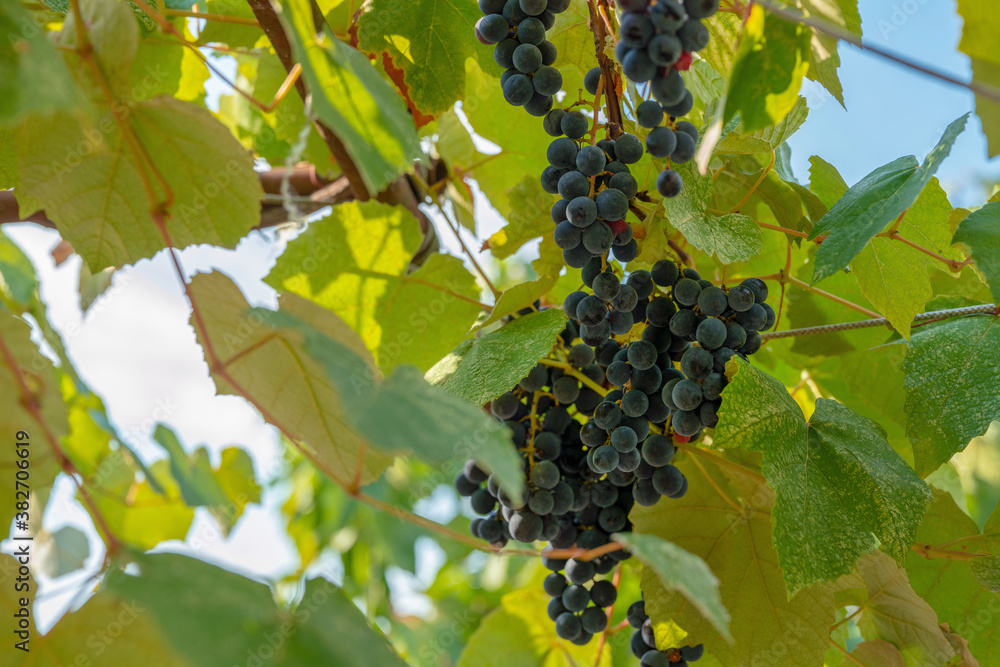 a bunch of red grapes on a branch (in the Greater Sochi area) - Lazarevskoye village