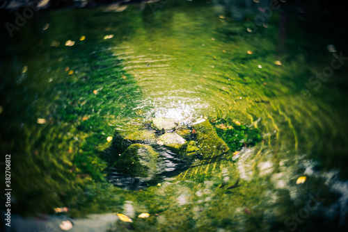 岐阜公園の湧水