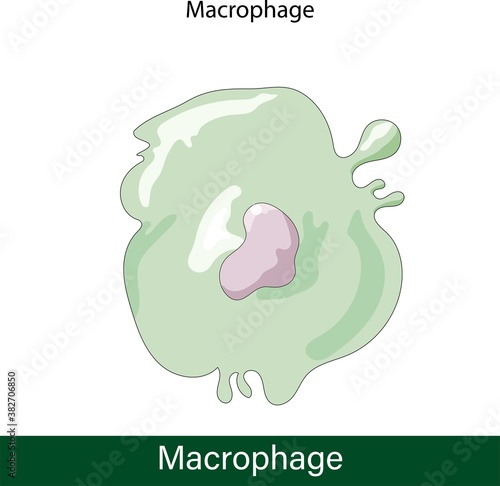 Vector Macrophage.  innate immune system cells. Phagocytic cell and phagocytosis. structure of macrophage Graphic.