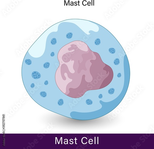 a white blood cell. Mast cell or mastocyte main role in causing allergy and anaphylaxis. Aid in the wound healing and defense against invading pathogens