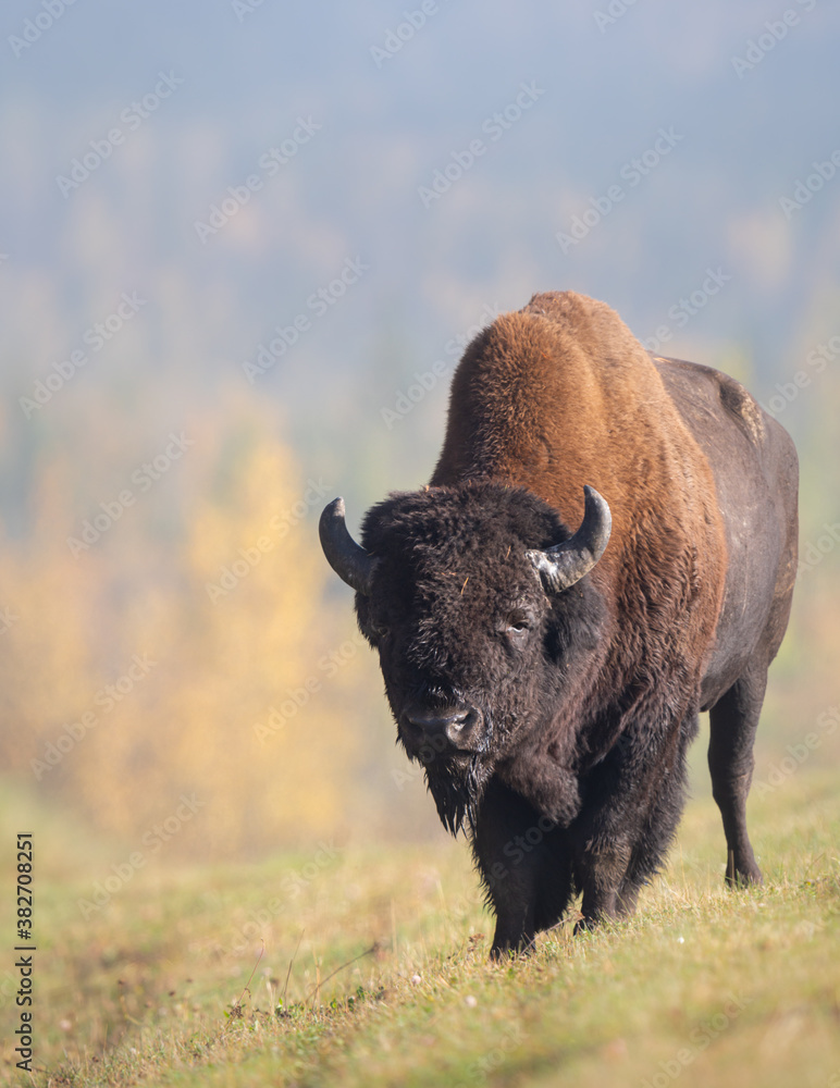 Bison in the fall
