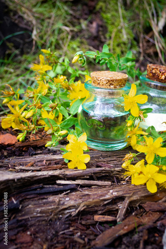 Medicinal plant St. John's wort Hypericum and pharmaceutical bottle. Actively used in herbal medicine, excellent bee plant