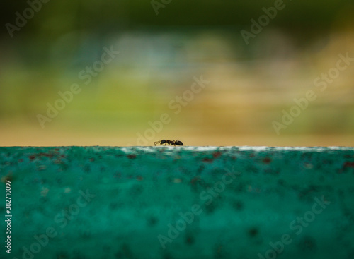 Ant on the fence