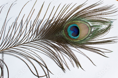 close up peacock feather on white background