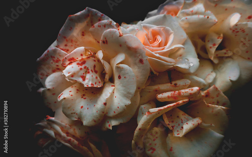 Fototapeta Naklejka Na Ścianę i Meble -   Pink blooming gentle pastel roses close up on black background as floral botanical retro vintage dark Valentine pattern backdrop wallpaper toned in warm colors tones      