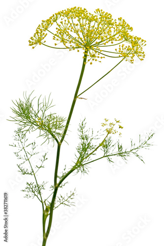 Umbrella flower of Dill  used in kitchen cooking to flavor  isolated on white background