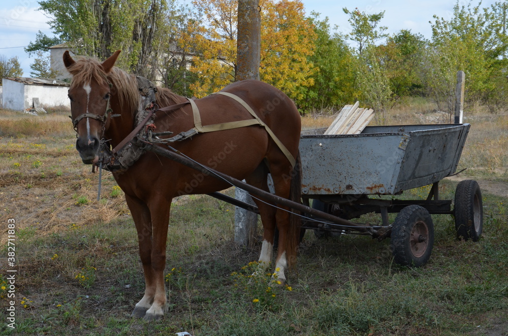 A horse with a cart, transportation of boards. Village horse