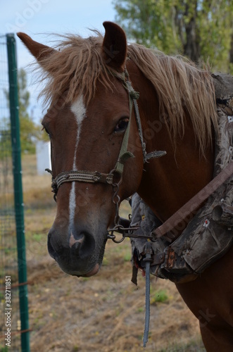 Very cute horse face