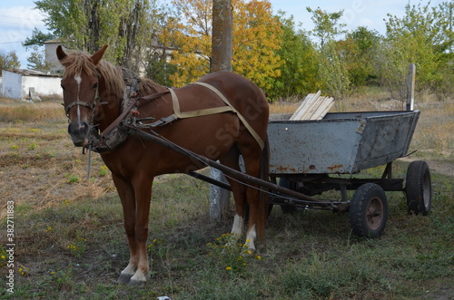 A horse with a cart, transportation of boards. Village horse © DimWay