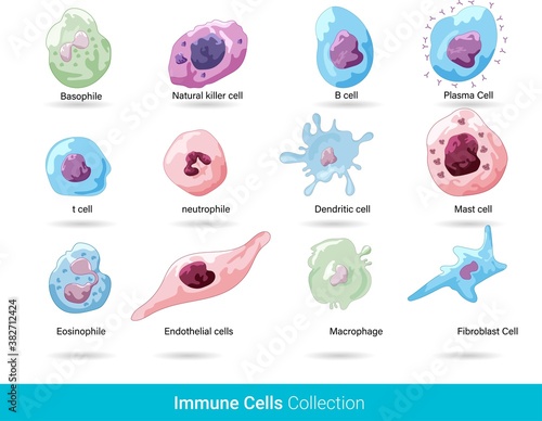  Cells of the Immune system. List of immune cells- dendritic, Mast, Neutrophil, Macrophage, Cell, Phagocytosis, Natural Killer, B, T, Eosinophil, Basophil, Endothelial, and Fibroblast. Body defense me
