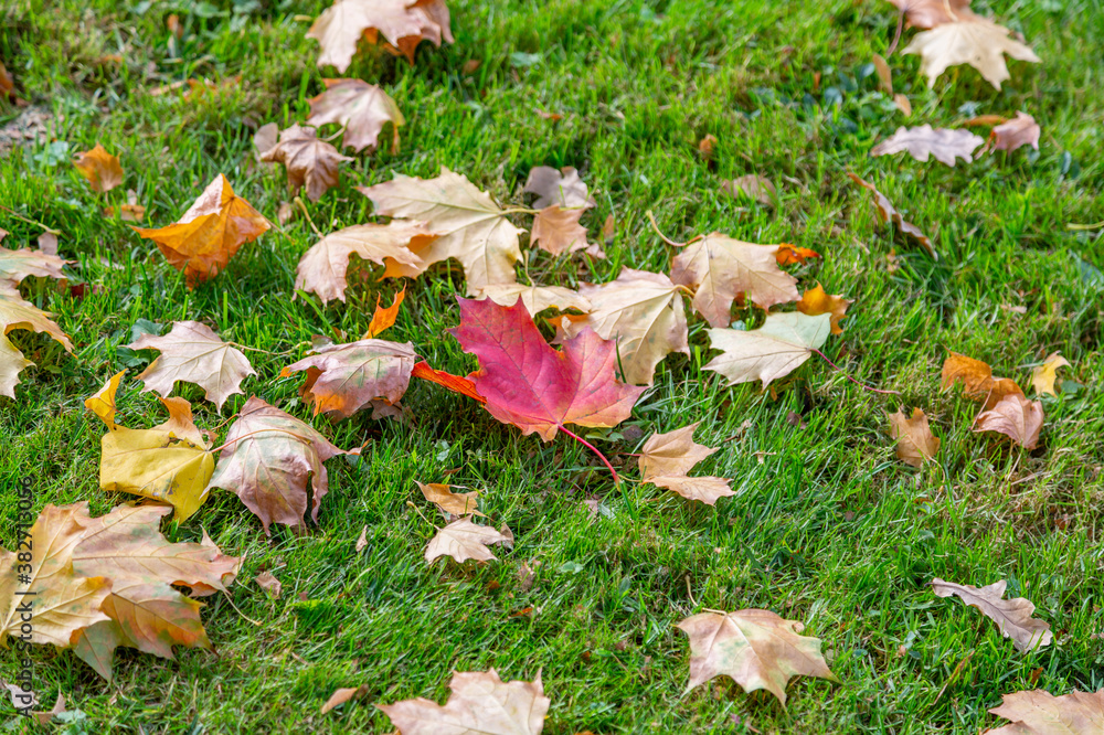 Bright fallen leaves of golden color on the autumn ground Bright fallen leaves of golden color on the autumn ground