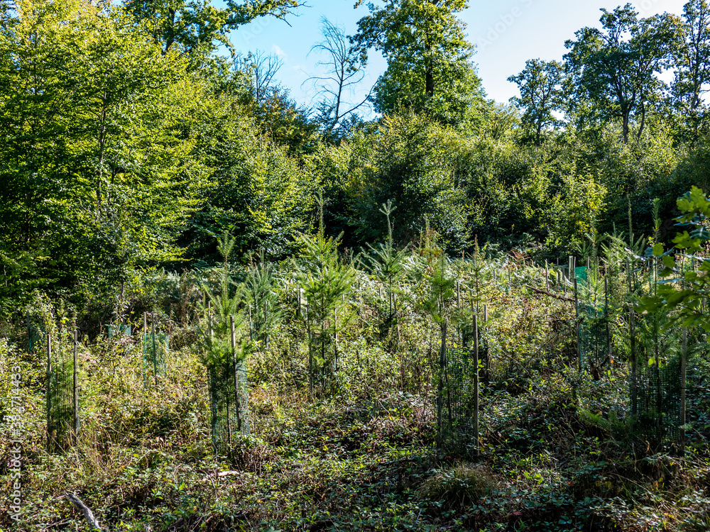 Aufforstung durch Neuanpflanzung im Mischwald Aufforstung durch Neuanpflanzung im Mischwald