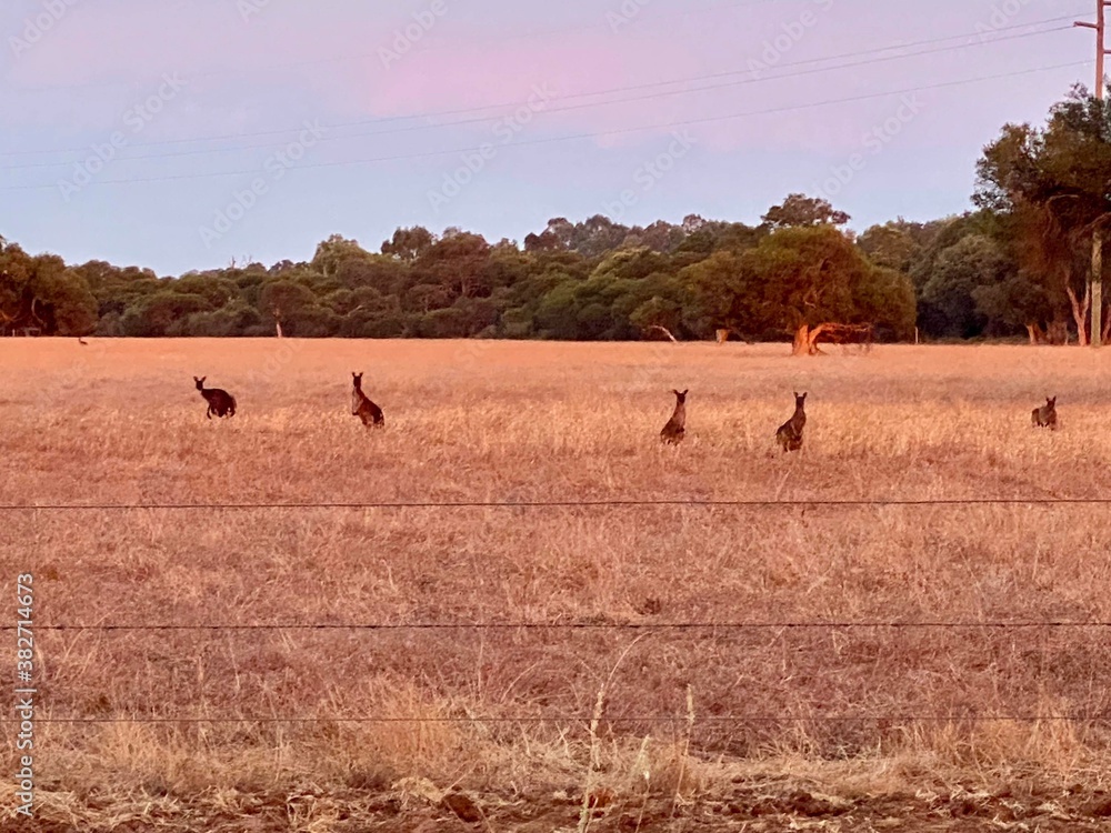 wild kangaroos wild kangaroos