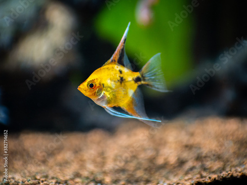 Yellow platinum angelfish (Pterophyllum scalare) isolated in tank fish with blurred background
