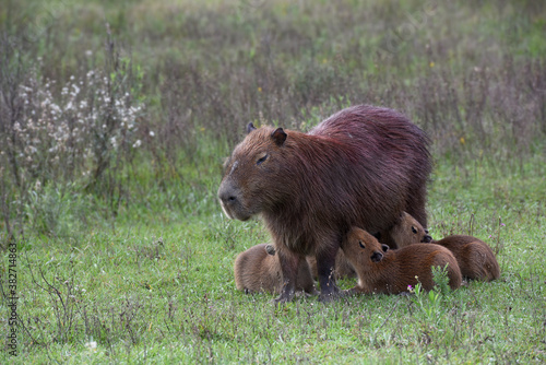 The capybara (Hydrochoerus hydrochaeris)  feeding cubs - Ibera wetlands Argentina
