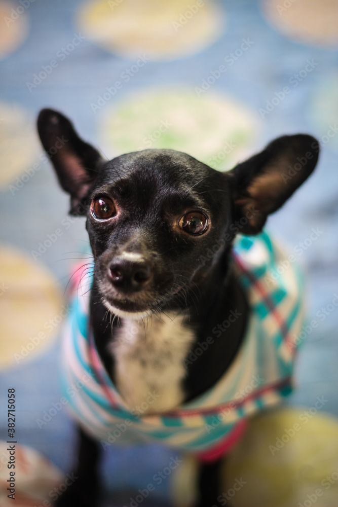 Perrita chihuahua con camiseta Perrita chihuahua con camiseta