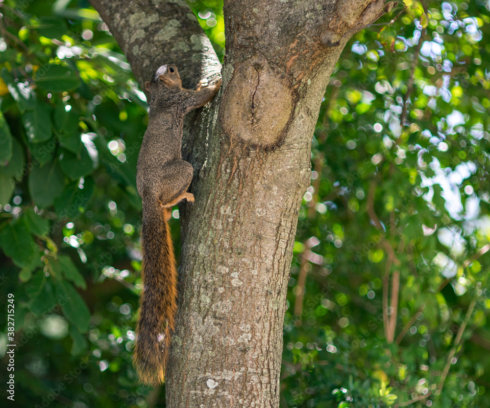 A squirrel running up a tree in a public park
A squirrel running up a tree in a public park