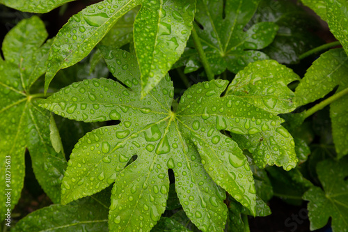 Fatsia Japonica Japanese Aralia leaves after the rain