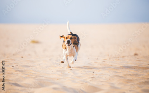 Obraz na plátně Perro corriendo rápido