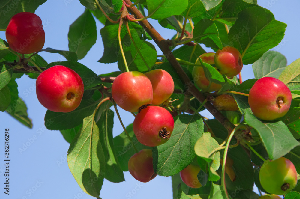 Red yellow apples on the branches of a tree with green leaves against a blue sky close up