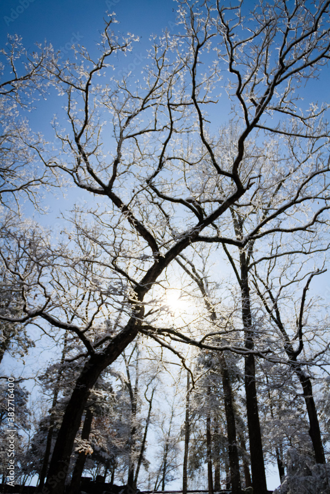 sun shining through icy trees sun shining through icy trees