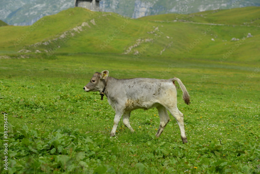 Obraz premium Almleben. Kühe und Kälber auf der Almweide