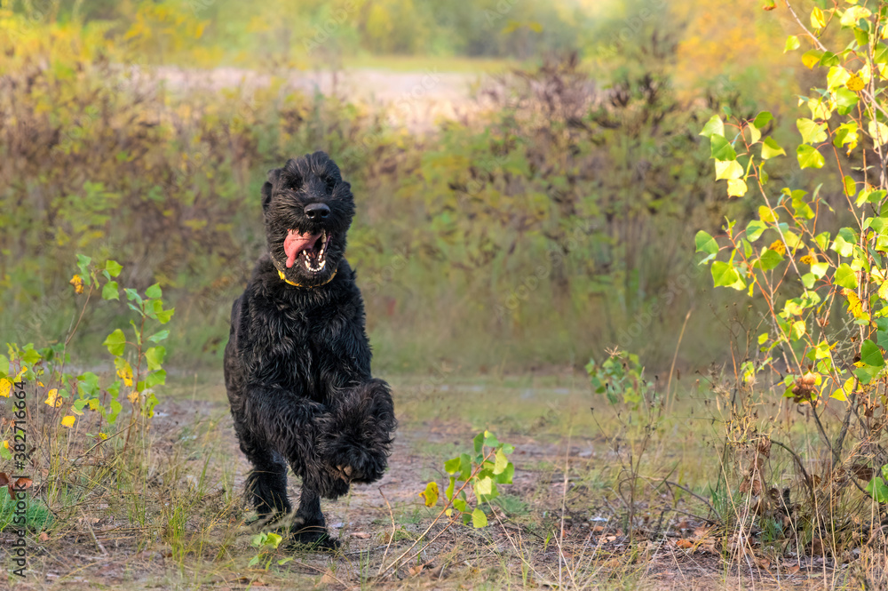 Adult giant schnauzer on a walk Adult giant schnauzer on a walk
