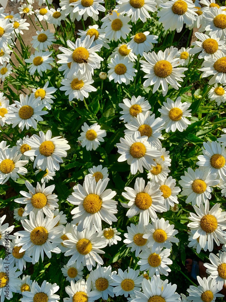 daisies in the garden daisies in the garden