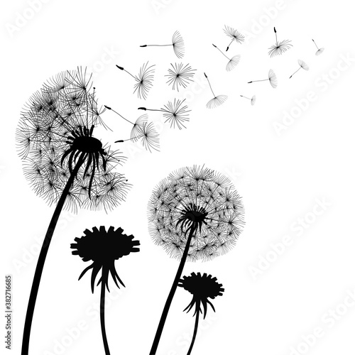 Abstract black Dandelions, flower dandelion with flying seeds – stock vector