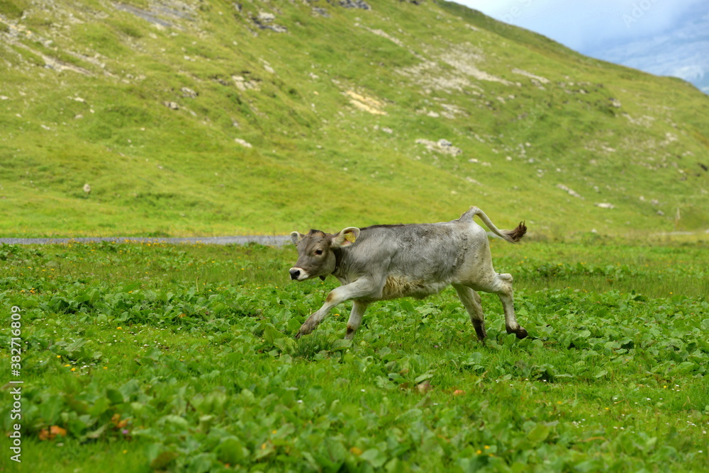 Almleben. Kühe und Kälber auf der Almweide