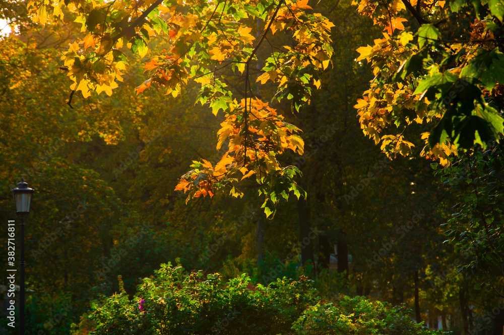 Trees with bright colorful brown yellow autumn leaves in city park illuminated by sun Trees with bright colorful brown yellow autumn leaves in city park illuminated by sun