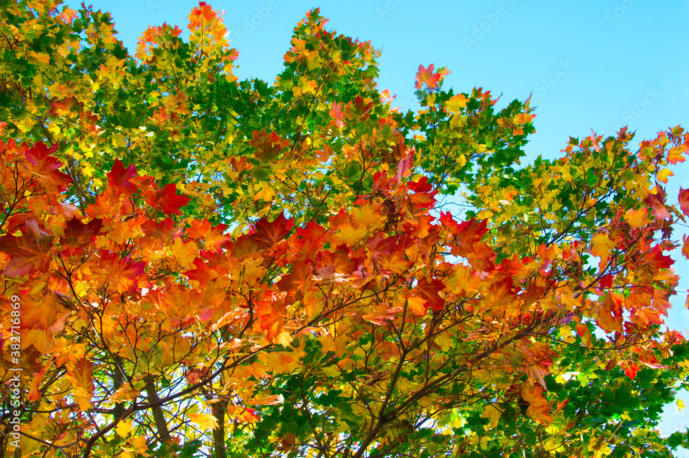 Autumn maple branches with bright colorful yellow, orange, red, green autumn leaves on a blue sky background