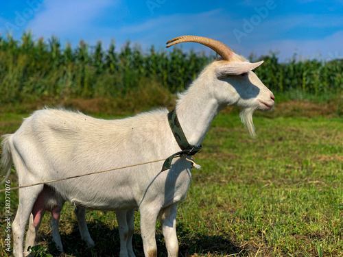 Fototapeta Naklejka Na Ścianę i Meble -  Dairy goat on a pasture on a summer sunny day on the green grass, farmyard