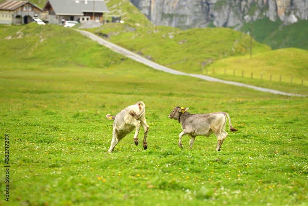 Almleben. Kühe und Kälber auf der Almweide Almleben. Kühe und Kälber auf der Almweide