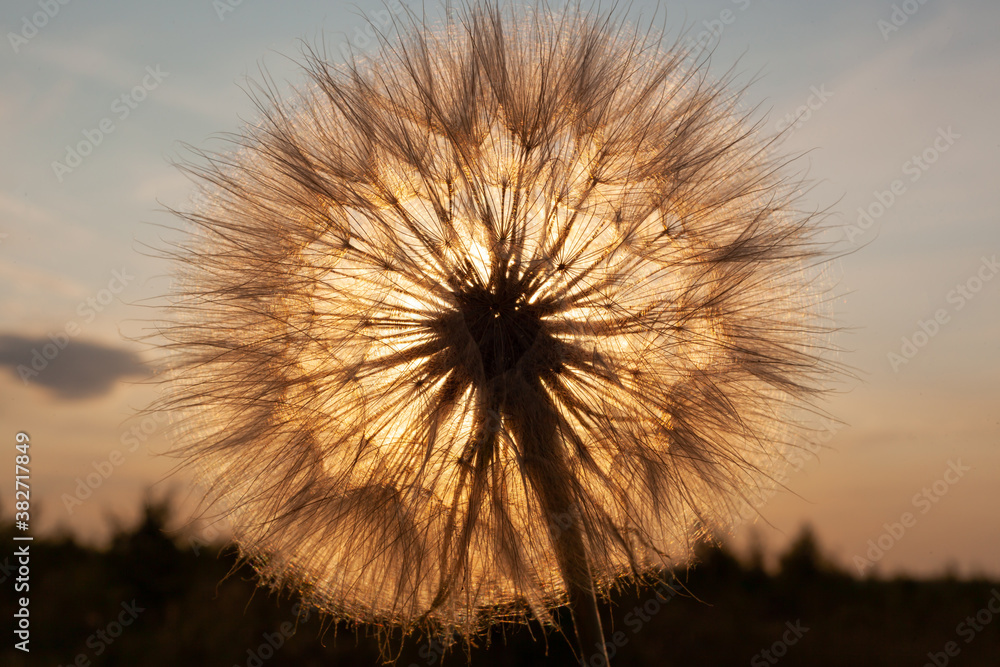 large dandelion against the sunset, in the background of the forest