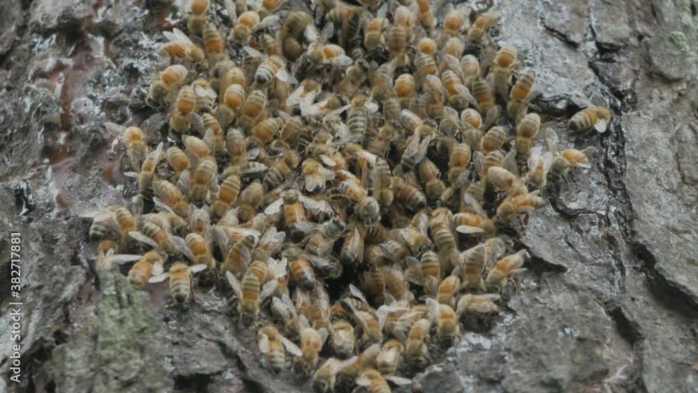 Close-up, a swarm of bees at the hollow of a tree, Westerville, Ohio Close-up, a swarm of bees at the hollow of a tree, Westerville, Ohio