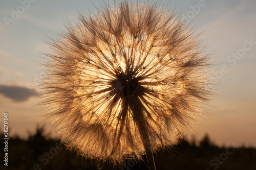 large dandelion against the sunset  in the background of the forest