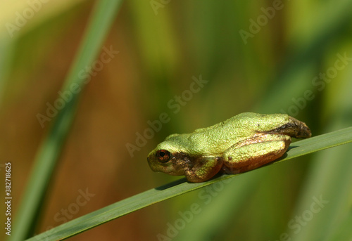 Side view of a baby gray treefrog perched on a cattail stem. It still has a tail stub from the tadpole stage.