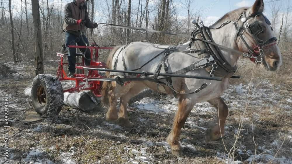 Tracking, lumberjack uses a draft horse to haul timber from the woods, Westerville, Ohio Tracking, lumberjack uses a draft horse to haul timber from the woods, Westerville, Ohio