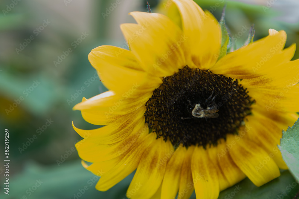 Obraz premium Bee on a sunflower